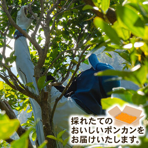 【 ぽんかん 】 【2026年1月より発送】ぽんかん 訳あり 5kg