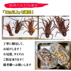 伊勢海老 2kg 以上 冷凍 鍋 刺身 高級 伊勢エビ イセエビ 高知県 須崎市 伊勢海老 刺身伊勢 海老蒸し 伊勢海老 海鮮丼 伊勢えび おさしみ 伊勢えび カルパッチョ 伊勢えび 粉チーズ 伊勢えび バジル 伊勢海老 フレンチ 伊勢エビ イタリアン 伊勢エビ お正月 伊勢エビ おせち 伊勢エビ 贅沢 伊勢えび ぷりぷり 伊勢えび 丸ごと 伊勢えび 食べたい  伊勢海老 懐石