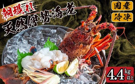朝穫れ 天然 伊勢海老 4.4kg 以上 【 伊勢海老 伊勢海老 伊勢海老 伊勢海老 伊勢海老 伊勢海老 】