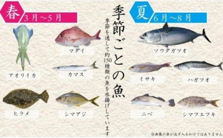 魚 鮮魚 ボックス 4～6種類 大漁 コース ( 定期便 で人気の 神経締め