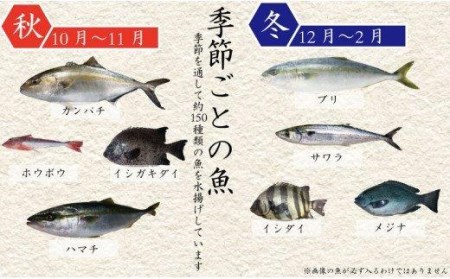 魚 鮮魚 ボックス 4～6種類 大漁 コース ( 定期便 で人気の 神経締め