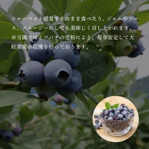 ≪早期予約　5/20以降出荷予定≫ブルーベリー 2kg 冷凍 健康 食品 500g × 4袋 高知県 須崎市
