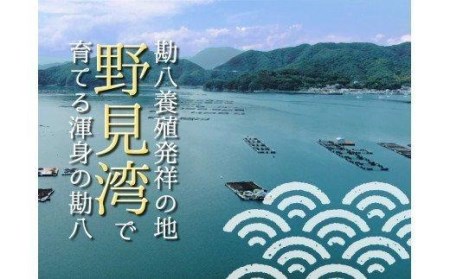 カンパチ 勘八 1節 300～400g 神経締め 冷蔵 高級 魚 産地直送 刺身 ぶりしゃぶ 照り焼き 刺し身 高知県 須崎市 ( カンパチ 須崎勘八 養殖 カンパチ 勘八 須崎 カンパチ 野見湾産 カンパチ )