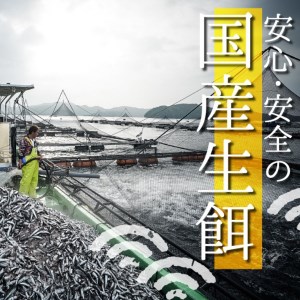 【 カンパチ 】 カンパチ須崎勘八 1尾