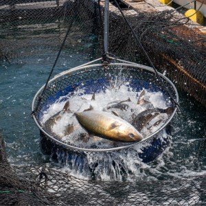 【 カンパチ 】 カンパチ須崎勘八 1尾