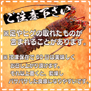 訳あり 朝獲れ 伊勢海老 350g ～ 450g 規格外 わけあり 急速 冷凍 産地直送 須崎 高知 海鮮 魚介類  お正月 お祝い イセエビ