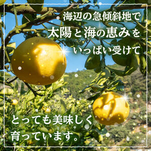 【 文旦 】 【2026年2月上旬から発送】文旦 秀品 5kg