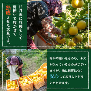 【 文旦 】 【2026年2月上旬から発送】文旦 秀品 5kg