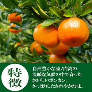 【2025年1月より発送】 訳あり 家庭用 ポンカン 5kg 早期予約 産地直送 浦ノ内産 ぽんかん みかん 蜜柑 柑橘 訳あり品 高知県 須崎市 MN0031