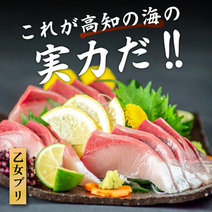 ぶり 1本 3 ～ 4kg ブランド 鰤 ぶり 冷蔵 ブリ しゃぶ 高知県 須崎市 高知 鰤 年末 正月 KS0331