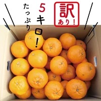 訳あり ぽんかん 5kg サイズ混合 柑橘 みかん 蜜柑 家庭用 高知県 須崎市