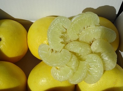 ひなた 土佐文旦 6kg 文旦