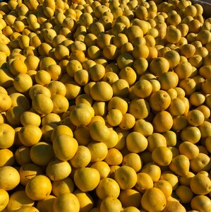 ひなた 土佐文旦 6kg 文旦