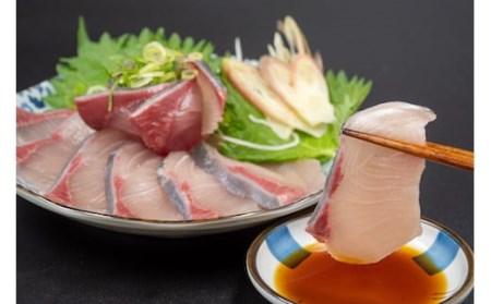 【 ブリ 】 ブリ定期便6ヶ月