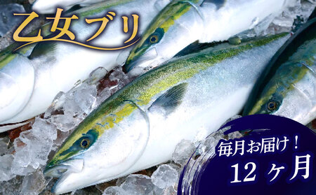 【 ブリ 】 ブリ定期便12ヶ月