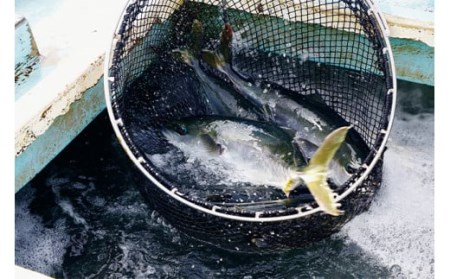 【 ブリ 】 ブリ定期便12ヶ月