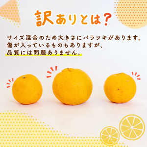 【須崎産ポンカン】冬の柑橘ポンカン 2.5kg