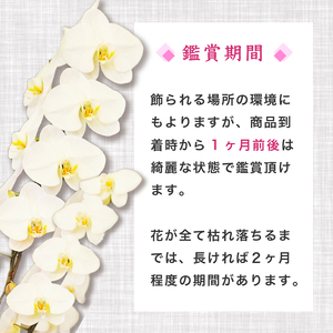 胡蝶蘭 3本立 ギフト 母の日 蘭 贈答 贈り物 お祝い 須崎市 高知県
