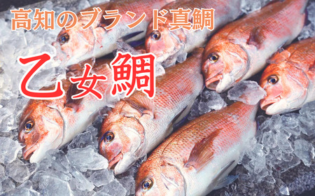 鯛 1匹 魚 鮮魚 ブランド 乙女鯛 お刺身 加工 アラ 付き ( 真鯛 ﾀｲ 真鯛 ﾀｲ 真鯛 ﾀｲ 真鯛 ﾀｲ 真鯛 ﾀｲ 真鯛 ﾀｲ 真鯛 ﾀｲ 真鯛 ﾀｲ 真鯛 ﾀｲ 真鯛 ﾀｲ 真鯛 ﾀｲ 真鯛 ﾀｲ 真鯛 ﾀｲ 真鯛 ﾀｲ 真鯛 ﾀｲ 真鯛 ﾀｲ 真鯛 ﾀｲ 真鯛 ﾀｲ 真鯛 ﾀｲ 真鯛 ﾀｲ 真鯛 ﾀｲ たい たい 鯛 たい 鯛 鯛 鯛 たい ﾀｲ ﾀｲ 鯛 鯛 たい たい たい ﾀｲ ﾀｲ 鯛 たい たい ﾀｲ 鯛 鯛 鯛 たい たい ﾀｲ ﾀｲ 鯛 鯛 鯛 お刺身 お刺身 刺し身 たい 鯛 刺し身 ﾀｲ 刺し身 ﾀｲ 鯛 たい たい 鯛 たい 鯛)