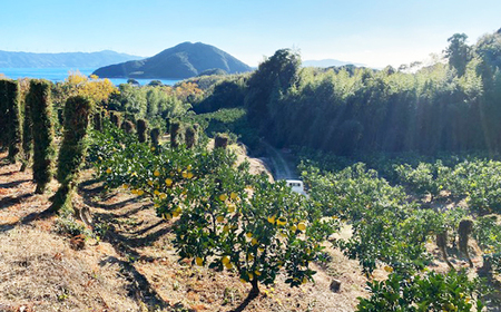 土佐文旦3kg(家庭用) 文旦