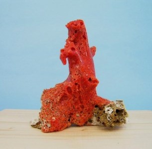 珊瑚職人館の珊瑚の原木・拝見・置物18 