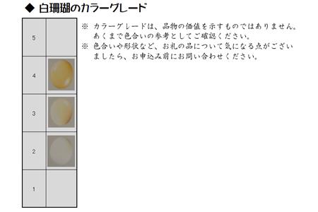 053386]白珊瑚みかん玉念珠B  高知県宿毛市  ふるさと納税サイト 