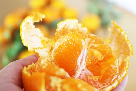 成田果樹園 温州みかん 5kg みかん