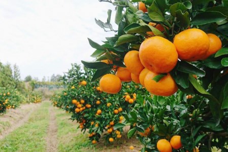 成田果樹園 温州みかん 5kg みかん