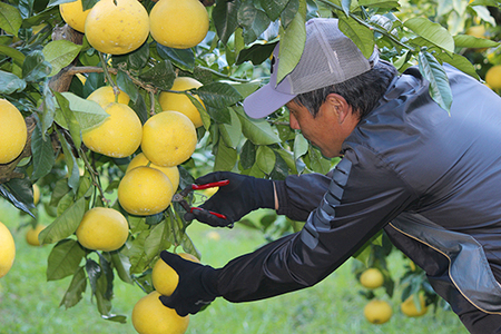 【 先行予約 】土佐文旦 5kg 家庭用 L ~ 4L 文旦 ぶんたん みかん 高知 フルーツ スイーツ 蜜柑 お裾分け デザート 柑橘 ジャム お菓子 小野果樹園