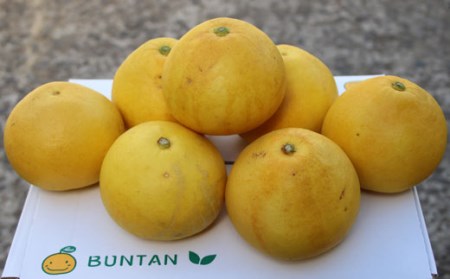 浜田農園 土佐文旦 10kg 家庭用 文旦