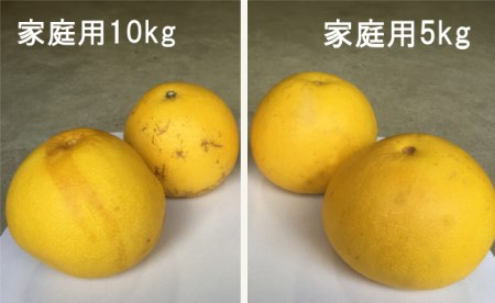 【人気の文旦】 土佐文旦5kg 家庭用