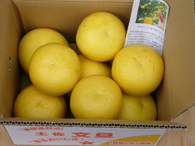 【人気の文旦】 土佐文旦5kg 家庭用