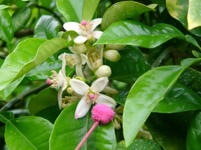 【人気の文旦】 土佐文旦5kg 家庭用