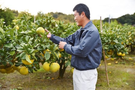 広畑農園の土佐文旦10kg家庭用