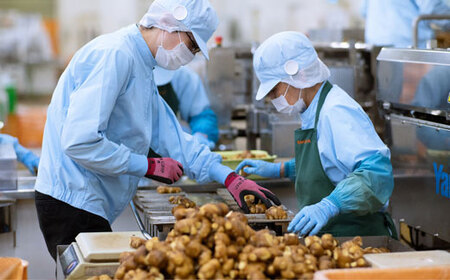 高知県産 黄金しょうが 2kg しょうが