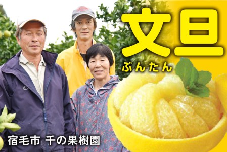 甘さと酸味のバランスにこだわり!千の果樹園の文旦(家庭用10kg)