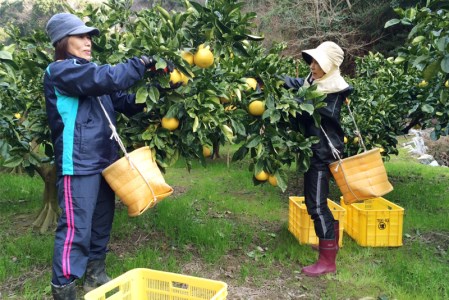 広畑農園 土佐文旦 5kg 贈答用 文旦