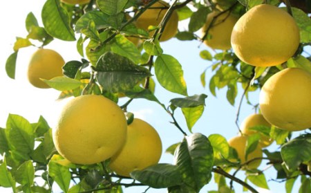 成田果樹園 土佐文旦 7kg 贈答用 文旦