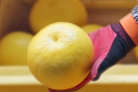 広畑農園 土佐文旦 10kg 贈答用 文旦