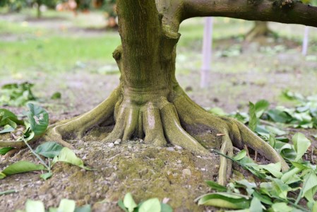 広畑農園 土佐文旦 10kg 贈答用 文旦