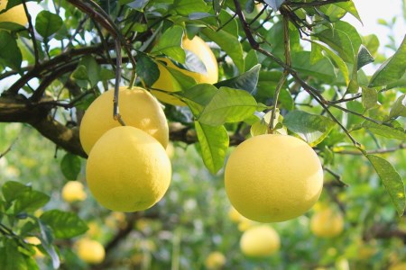 宿毛青果 宿毛産文旦 10kg 当店イチオシ 文旦