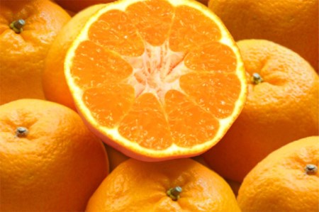 羽賀農園 完熟 ポンカン 10kg みかん みかん