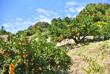 羽賀農園 完熟 ポンカン 10kg みかん みかん