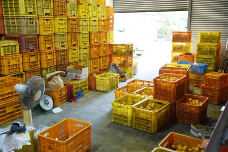 羽賀農園 完熟 ポンカン 10kg みかん みかん