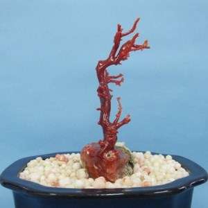 珊瑚職人館 珊瑚 原木・拝見・置物20