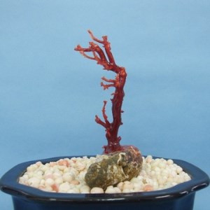 珊瑚職人館 珊瑚 原木・拝見・置物20