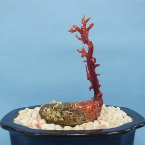 珊瑚職人館 珊瑚 原木・拝見・置物20