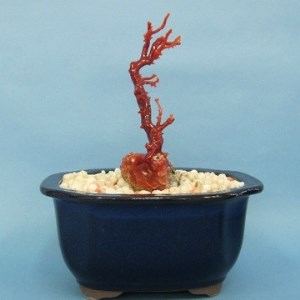 珊瑚職人館 珊瑚 原木・拝見・置物20