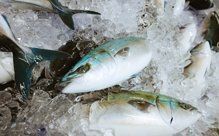 朝〆ぶりの照り焼き用