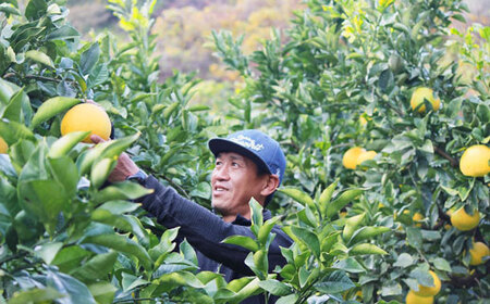 成田果樹園の土佐文旦3kg家庭用